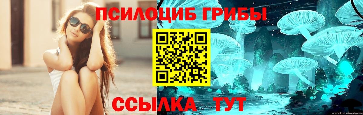 Медногорск  Галлюциногенные грибы GOLDEN TEACHER  Галлюциногенные грибы Psilocybe  где купить наркоту  Вход с VPN 